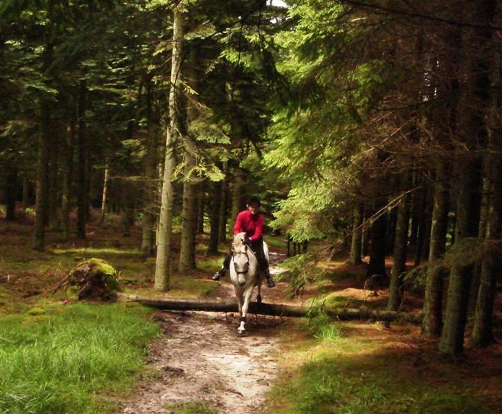 Welsh Pony (sec B) Bjerregårds Montbars(RIP) - naturforhindringer, jagt :)  billede 20