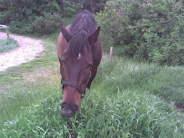 Belgisk varmblod Romeo II Z *R.I.P* - Det kunne være rart hvis mulen kunne blve lidt længere billede 3