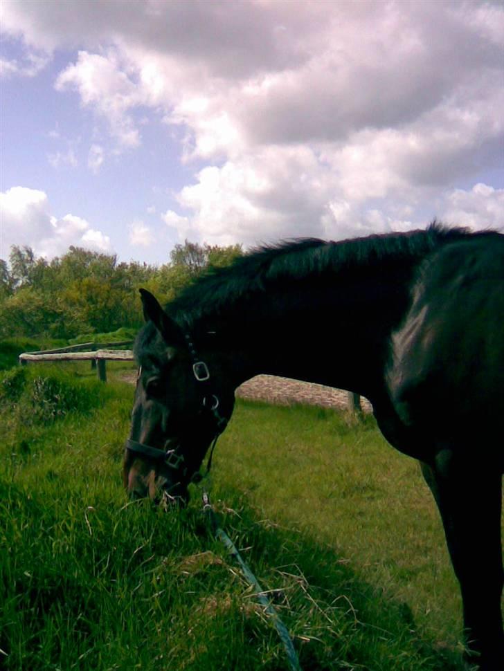 Belgisk varmblod Romeo II Z *R.I.P* - Så er jeg snart klar til og komme på græs billede 5