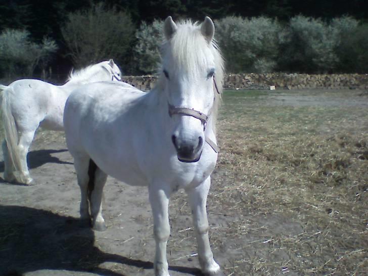 Anden særlig race - Amanda - Uhhhh kommer du med mad til mig??? billede 1