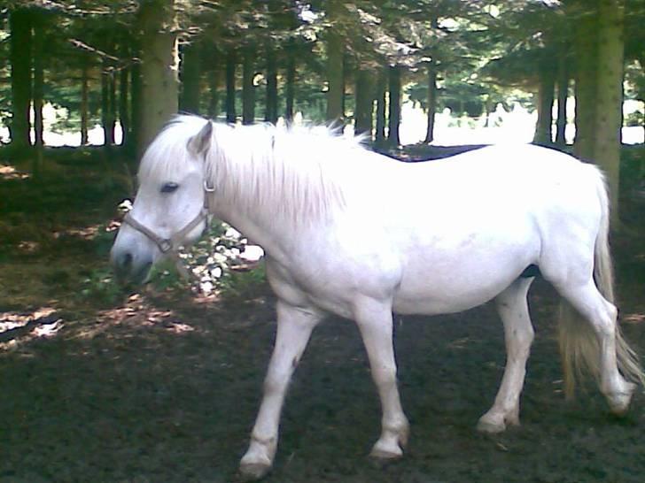 Anden særlig race - Amanda - Den smukke går sig lige en tur, inde på folden... billede 2