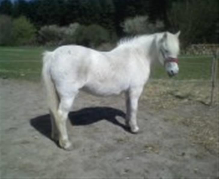 Anden særlig race - Amanda - Dette er Amanda´s mor Zezee... se hende på Maria A ´s profil billede 3