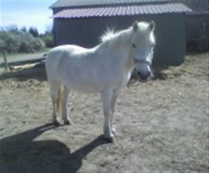 Anden særlig race - Amanda - Hej med dig, er det mad til mig du har dér? billede 4