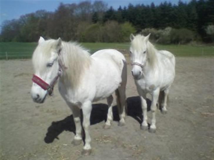 Anden særlig race - Amanda - Mor og datter, står og slapper af... billede 5