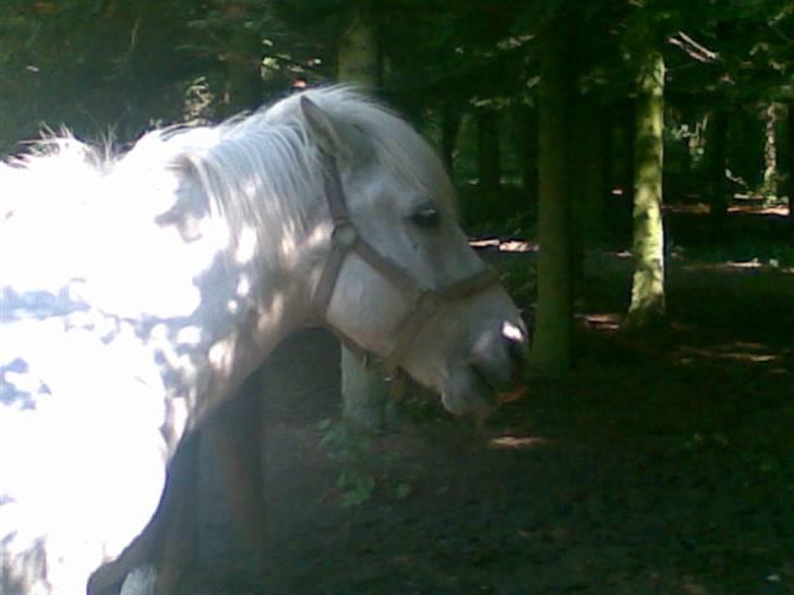 Anden særlig race - Amanda - Den smukkeste pony, er på vej hen for at få noget at drikke. heh billede 6