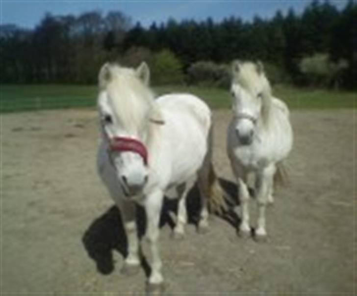 Anden særlig race - Amanda - -Er det mad du kommer med dér??? billede 7