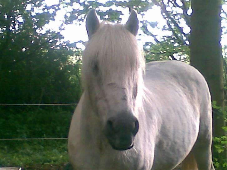 Anden særlig race - Amanda - Den smukke Zezee uden Grime... billede 8