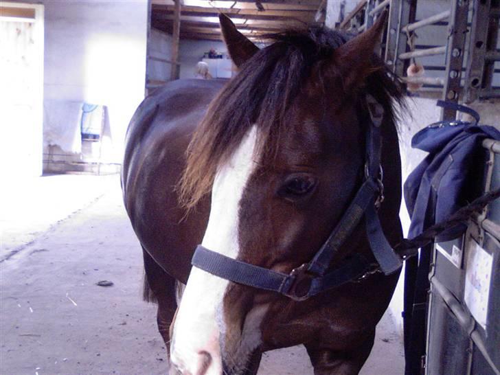 Welsh Pony (sec B) Bjerregårds Manhatten  billede 1