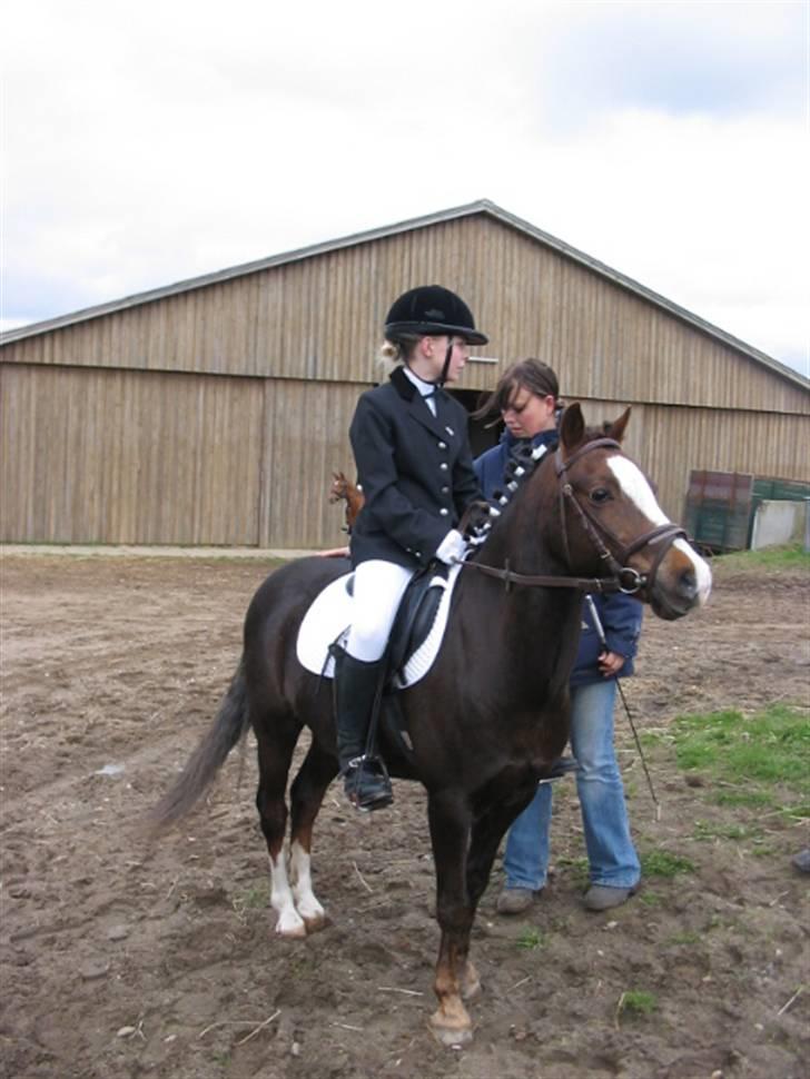 Welsh Pony (sec B) Bjerregårds Manhatten  - Til stævne i Thorsø.   billede 2