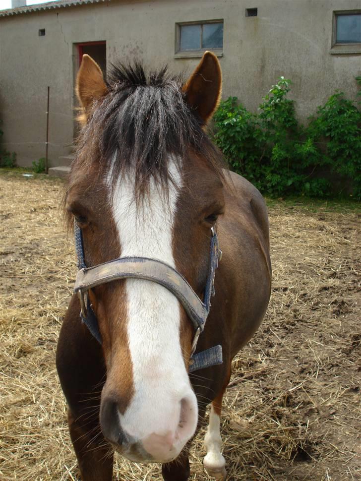 Welsh Pony (sec B) Bjerregårds Manhatten  billede 4