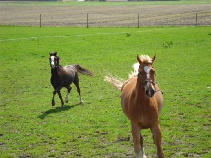 Welsh Pony (sec B) Bjerregårds Manhatten  - Ny kammerat billede 9