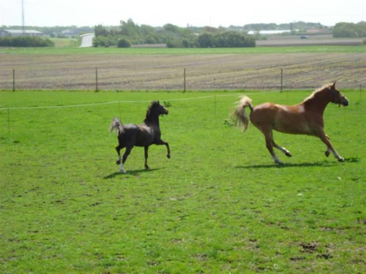 Welsh Pony (sec B) Bjerregårds Manhatten  billede 10