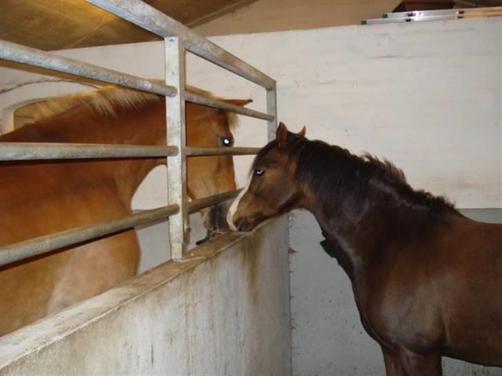 Welsh Pony (sec B) Bjerregårds Manhatten  billede 11