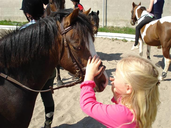 Welsh Pony (sec B) Bjerregårds Manhatten  billede 14