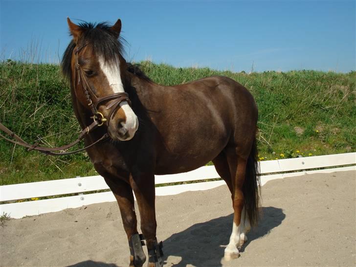 Welsh Pony (sec B) Bjerregårds Manhatten  billede 15