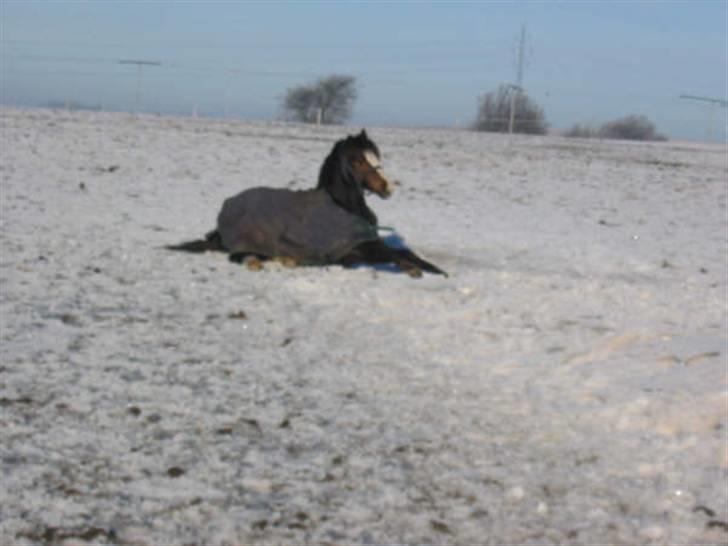 Welsh Pony (sec B) Bjerregårds Manhatten  billede 17