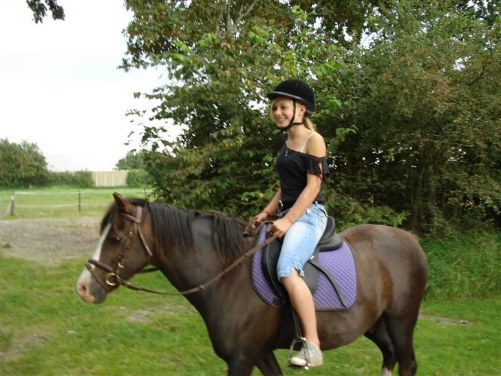 Welsh Pony (sec B) Bjerregårds Manhatten  - Et lille gensyn billede 19