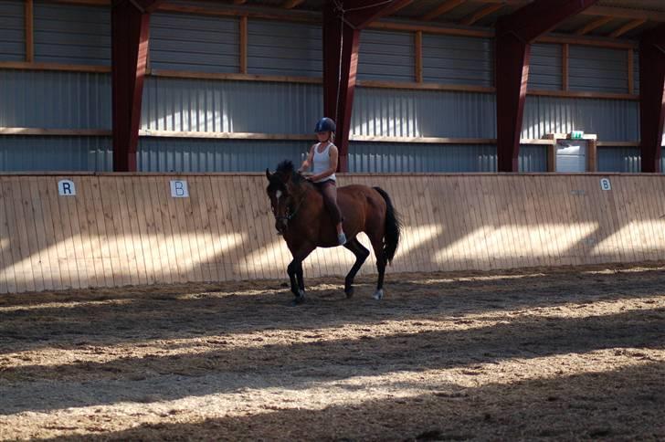 Anden særlig race Luna - Dressur. Fotograf: H.C billede 4