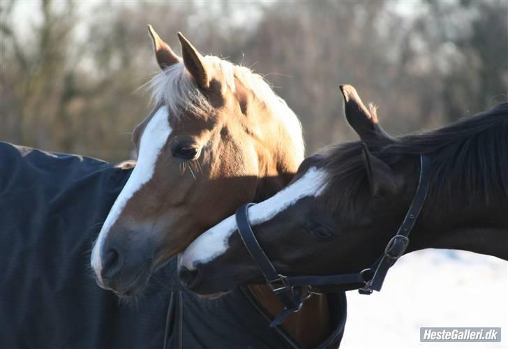 Hollandsk Sportspony Bright gold dancer -solgt - nannafoto hygge med Q<3 billede 12