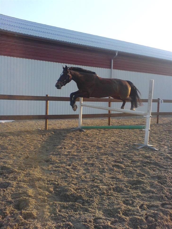 Anden særlig race Luna - Springbukken igen. billede 7