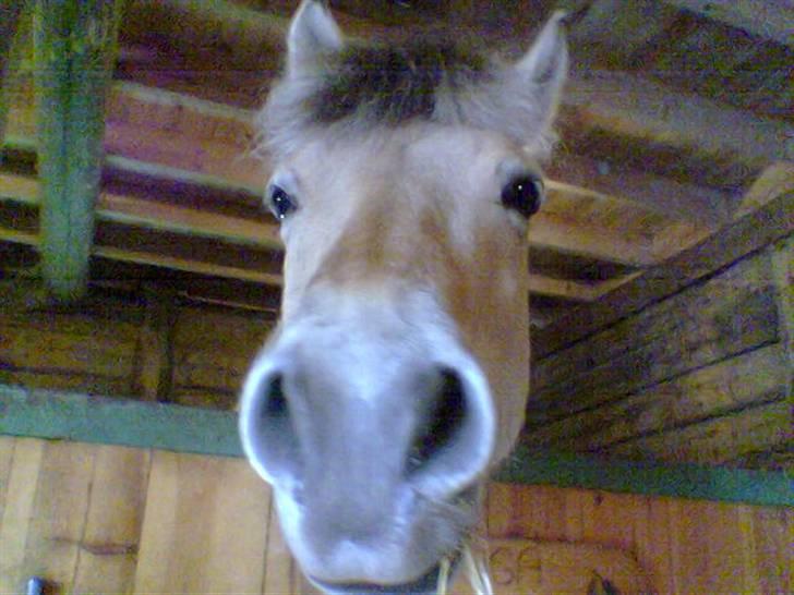 Fjordhest Hercules billede 1