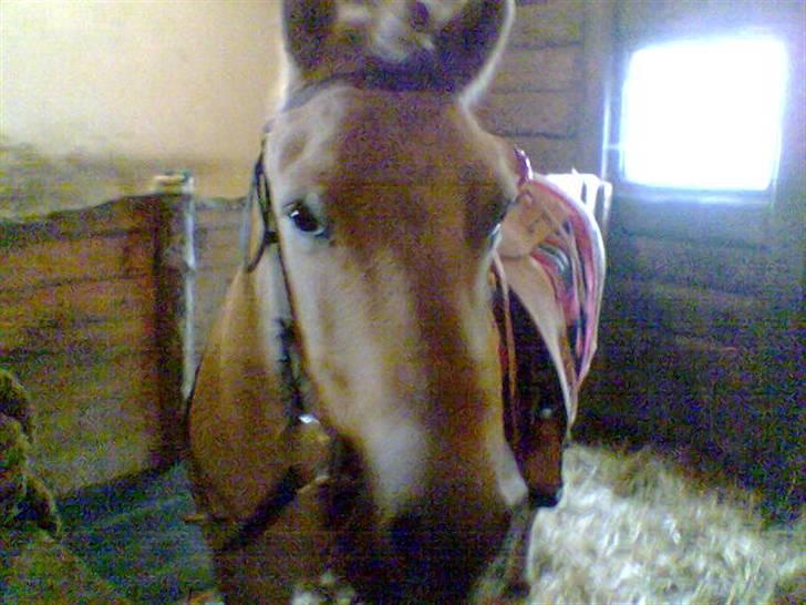 Fjordhest Hercules billede 2