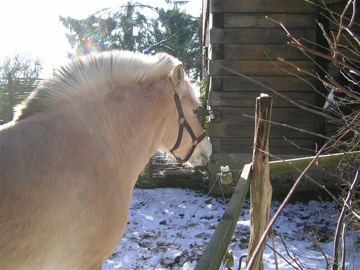 Fjordhest Hercules billede 3
