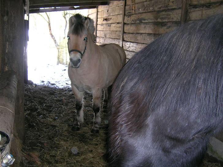 Fjordhest Hercules billede 4