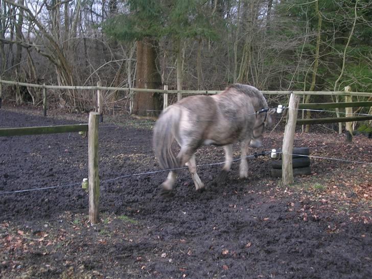 Fjordhest Hercules billede 5