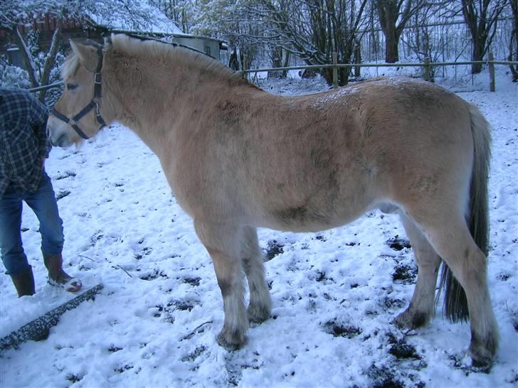 Fjordhest Hercules billede 6