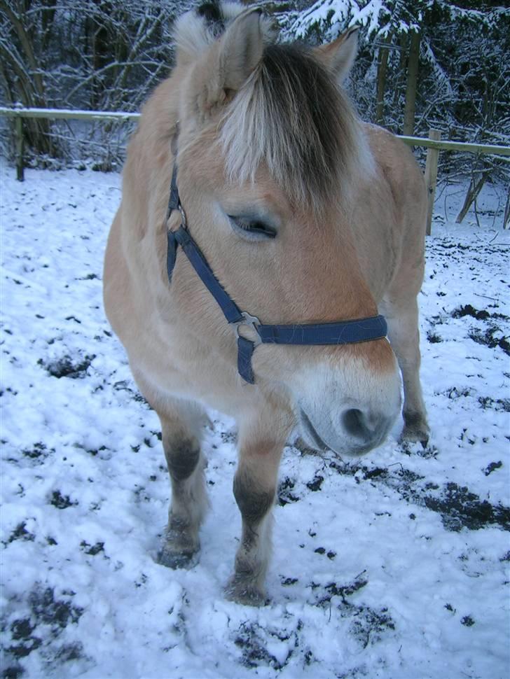 Fjordhest Hercules billede 7
