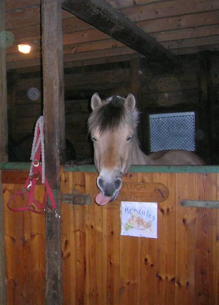 Fjordhest Hercules billede 8