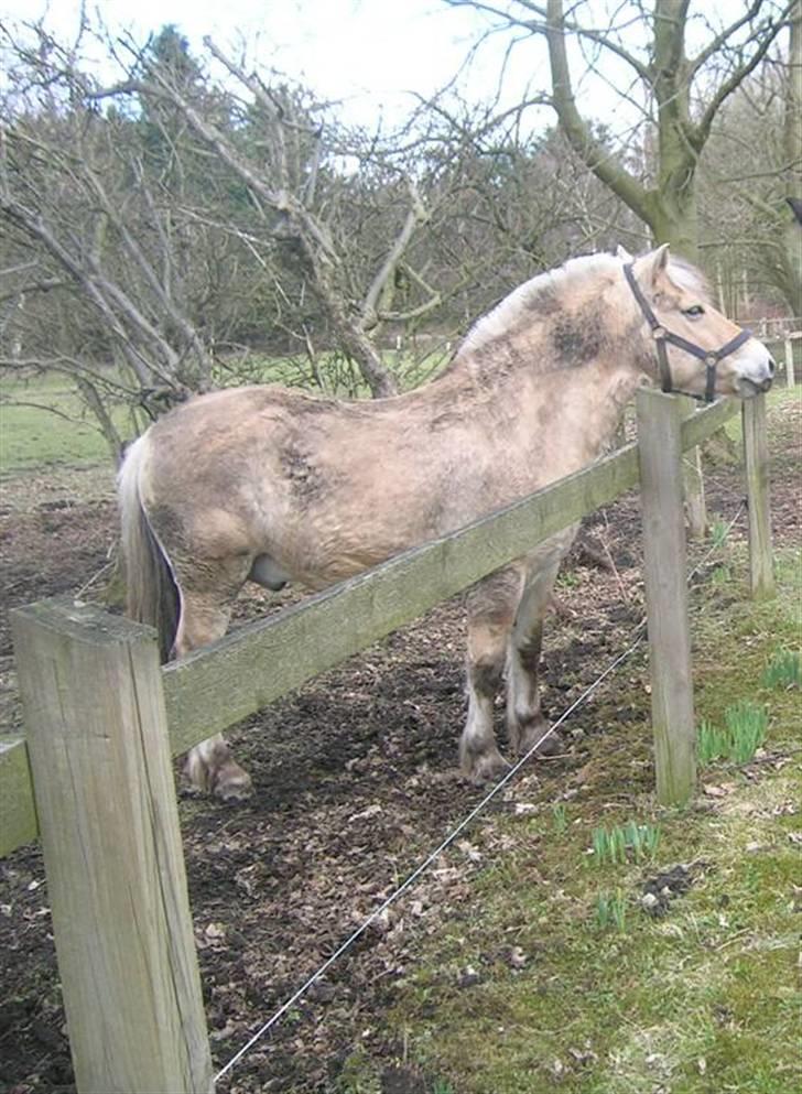 Fjordhest Hercules billede 9