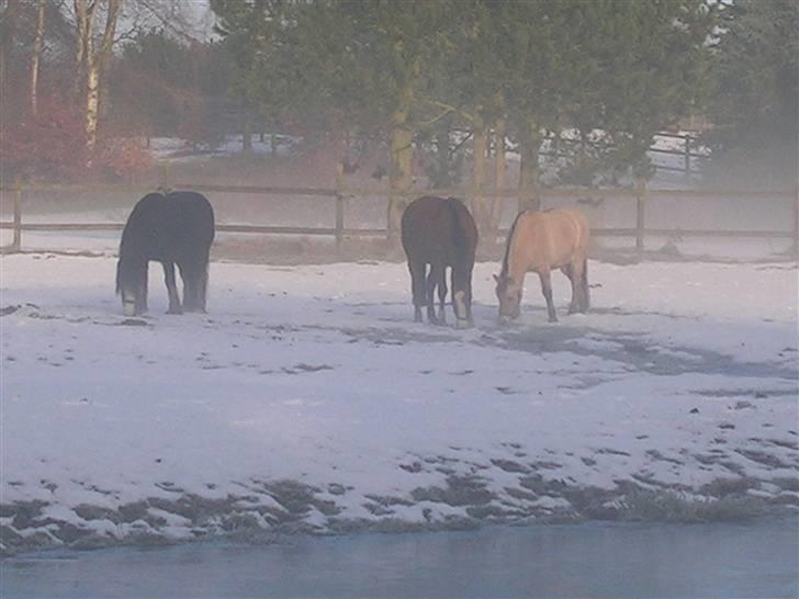 Fjordhest Hercules billede 10