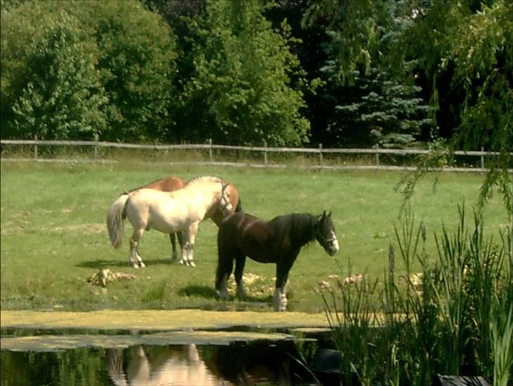 Fjordhest Hercules billede 11