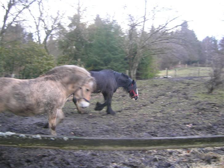 Fjordhest Hercules - Uh, han spiller lige lidt op til Lady Giga billede 12