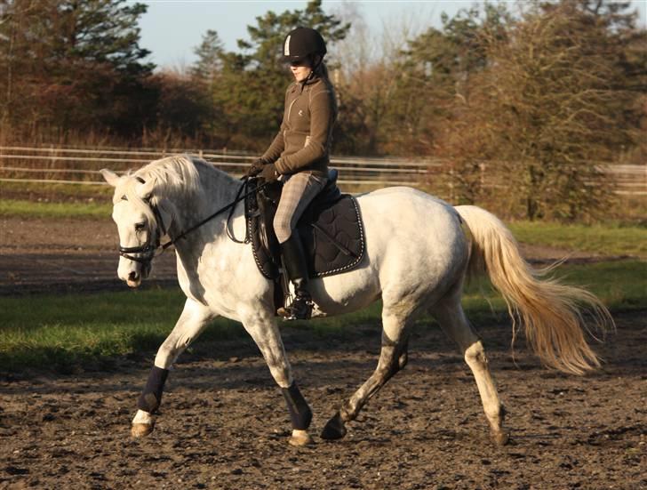 Anden særlig race Fiona *solgt* - Dressur kan den lille spring hest da også :b Fotograf: Katrine w"2" billede 2