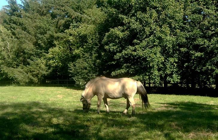 Fjordhest Hercules billede 13