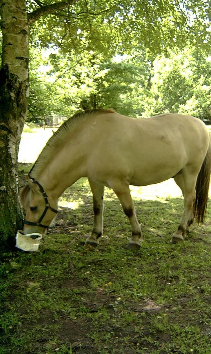 Fjordhest Hercules - Ey, it´s not my purse xD billede 14