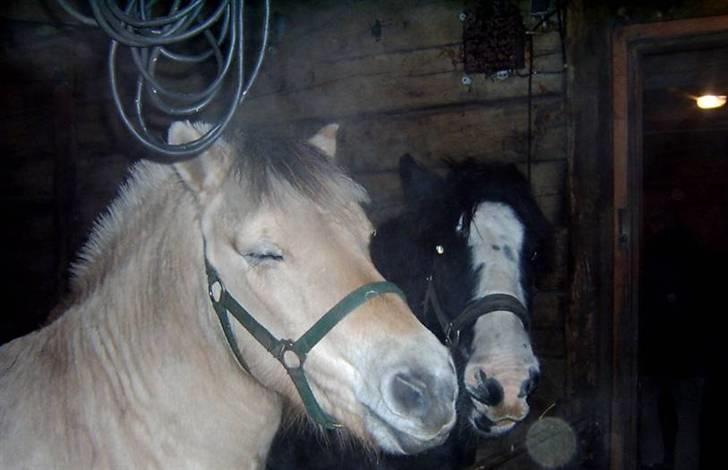 Fjordhest Hercules billede 15