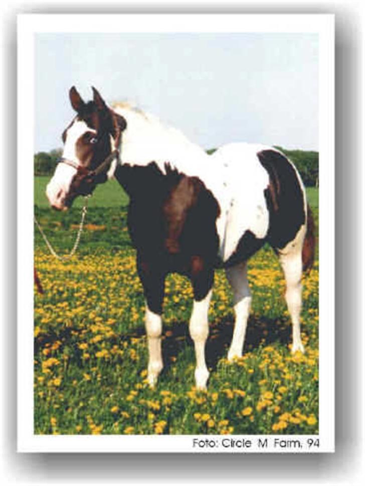 Paint Junior *R.I.P* :'( - US Impressive Blue var hans fader som i ser her.. billede 18