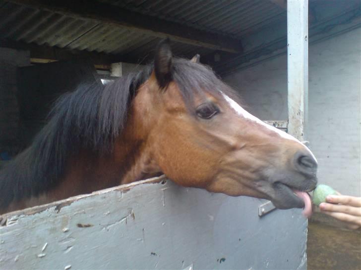 Anden særlig race Mr. Fly High  - mmm, sliksten. - han prøver at spise den istedet for at slikke på den :P billede 16