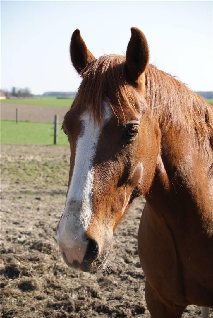 DSP Oliver - Solgt billede 13