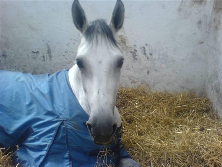 Dansk Varmblod AM´s Toscana (solgt) <3 - Velkommen til Toscana´s profil<3   Skimle er træt, og fik et super godt billed af hende. D. 17 Maj 2007. billede 1