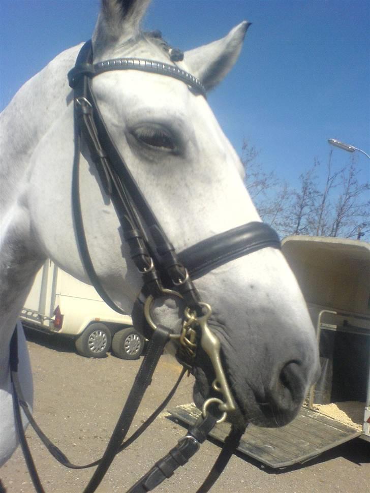 Dansk Varmblod AM´s Toscana (solgt) <3 - Baby igang med at gøres klar til stævne, ude ved hestehavens rideklub. Hun gik en MB1 til 62% med Jesper Rolver Nielsen. billede 2