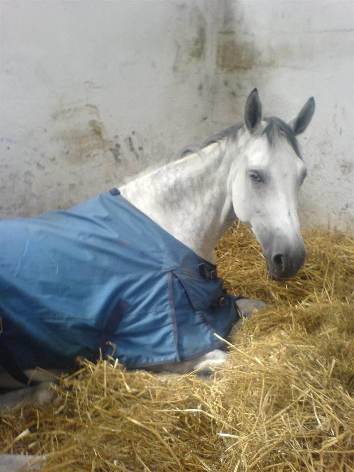 Dansk Varmblod AM´s Toscana (solgt) <3 - Baby som er død træt, dagen før gik hun to gang, fordi hun og skulle vises frem, da hun var tilsalg. billede 3