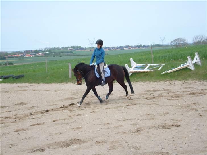 New Forest Egholms Mayo - Sofie og Mayo på banen. foto: Rikke :) billede 20