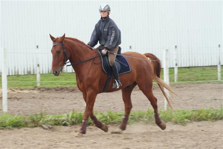 Knabstrupper Zolon - zolon hos pernille d; taget eaf maiken (: billede 11