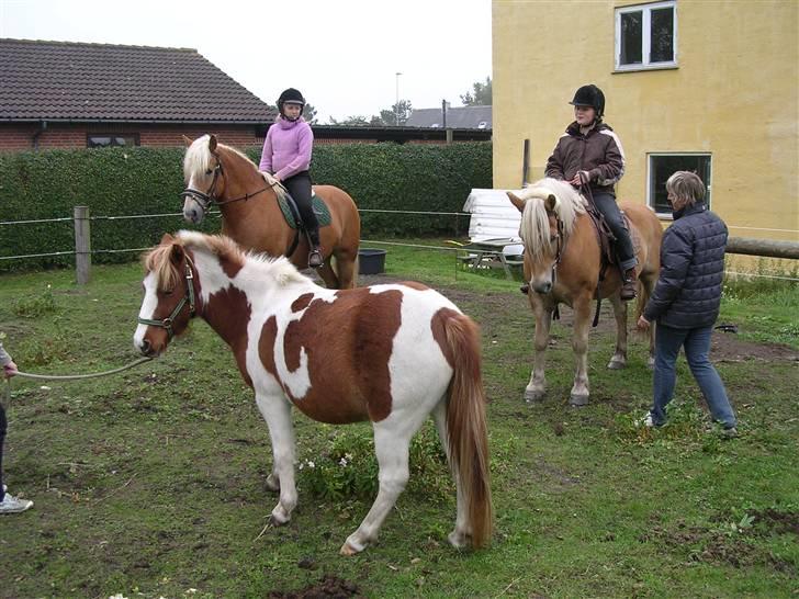 Haflinger starut. - INGEN AF MINE BILLEDER MÅ BRUGES PÅ ANDRE SIDER ELLER KOPIERES ! billede 2