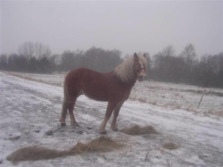 Haflinger starut. - INGEN AF MINE BILLEDER MÅ BRUGES PÅ ANDRE SIDER ELLER KOPIERES ! billede 3